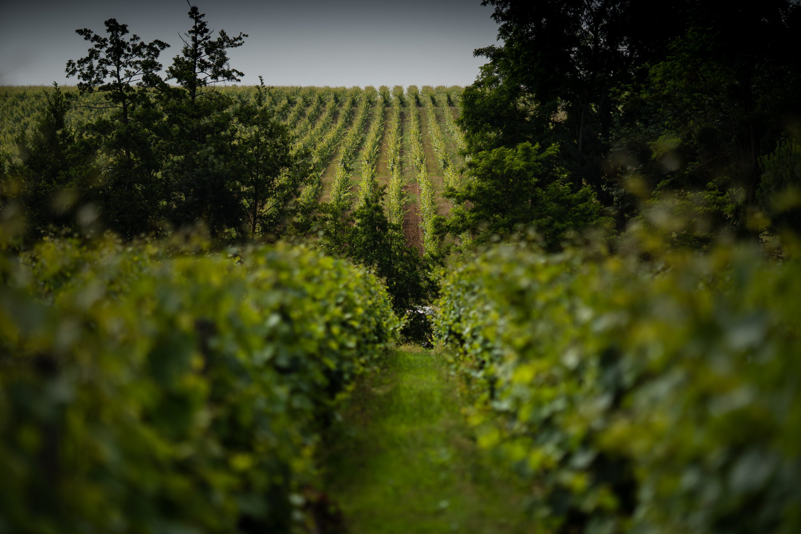 Vue sur le vignoble du Domaine de la Bergerie